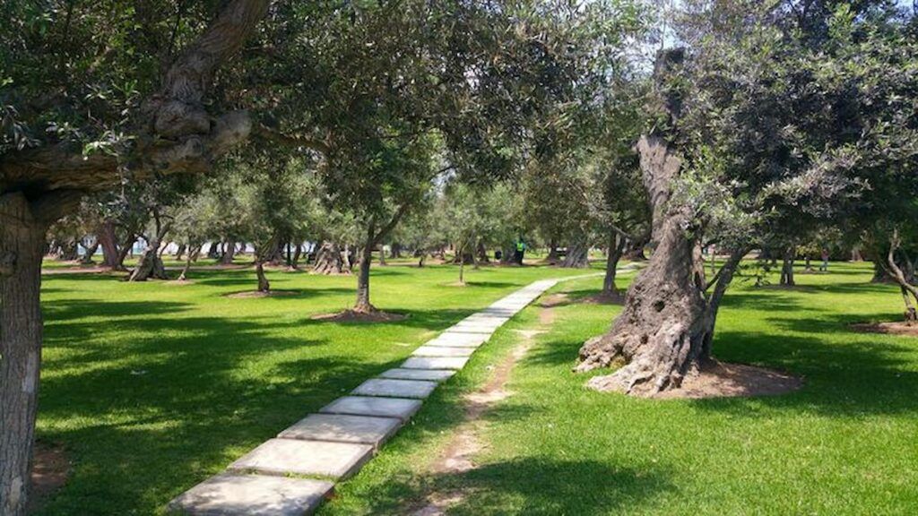 bosque olivar san isidro